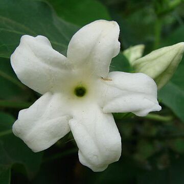 Schubertia grandiflora unspecified picture