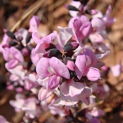 Andira laurifolia unspecified picture