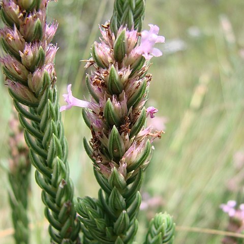 Hyptis imbricatiformis unspecified picture