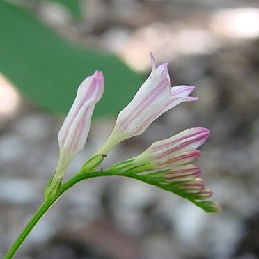 Spigelia spartioides unspecified picture