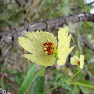 Dalechampia linearis unspecified picture