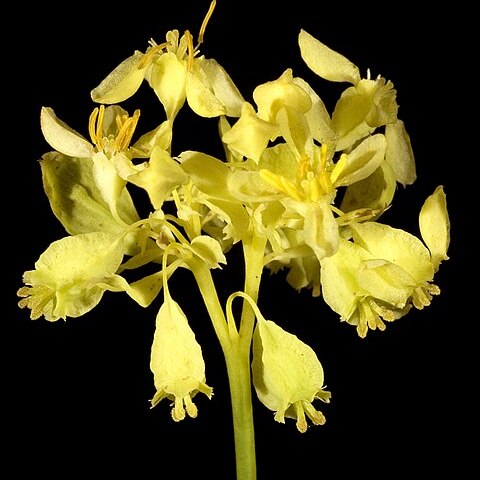 Glischrocaryon aureum unspecified picture