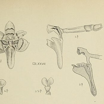 Saccolabium unspecified picture