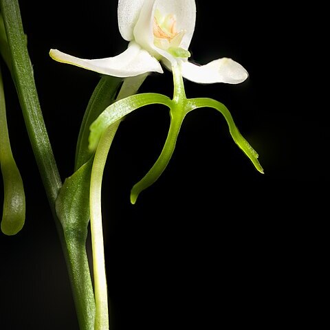 Habenaria yezoensis unspecified picture