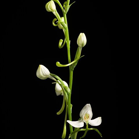 Habenaria linearifolia unspecified picture