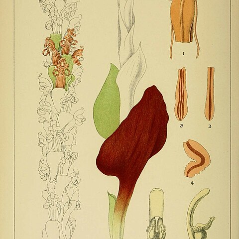 Satyrium lupulinum unspecified picture