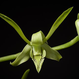 Dendrobium archipelagense unspecified picture