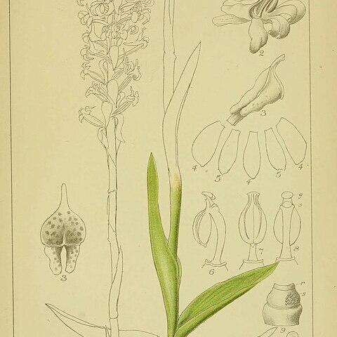 Satyrium rhynchanthum unspecified picture