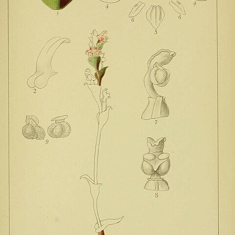 Satyrium striatum unspecified picture