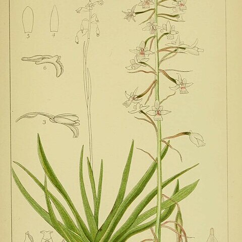 Acrolophia lunata unspecified picture