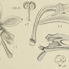 Trichoglottis orchidea unspecified picture