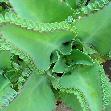 Kalanchoe laetivirens unspecified picture