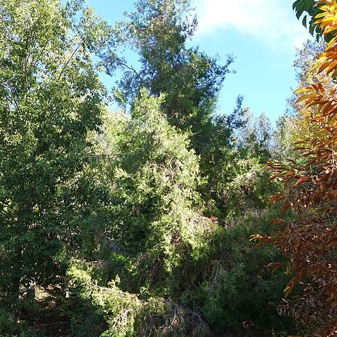 Cupressus chengiana unspecified picture