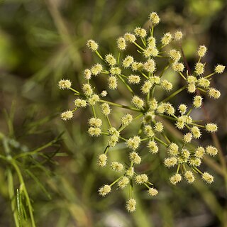 Spermolepis echinata unspecified picture