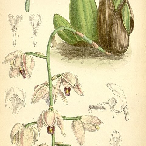 Lacaena spectabilis unspecified picture