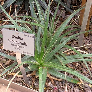 Dyckia tobatiensis unspecified picture