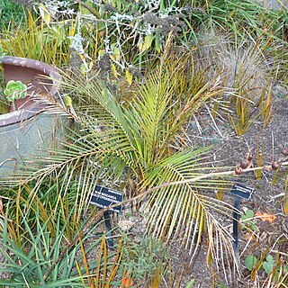 Macrozamia mountperriensis unspecified picture