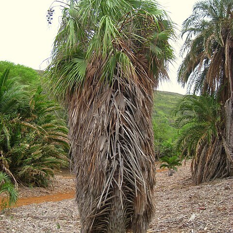 Brahea aculeata unspecified picture