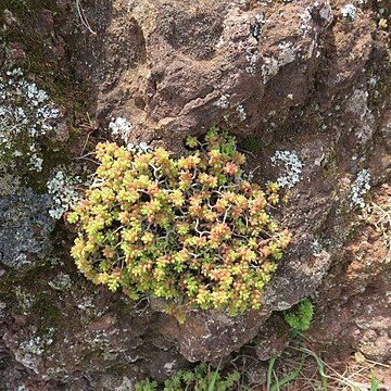 Sedum nudum unspecified picture