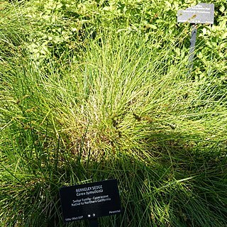 Carex tumulicola unspecified picture