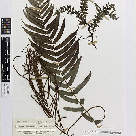 Blechnum filiforme unspecified picture