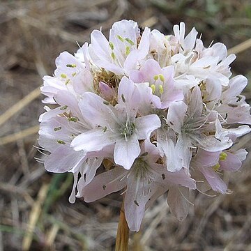 Armeria arenaria subsp. segoviensis unspecified picture