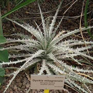 Dyckia milagrensis unspecified picture