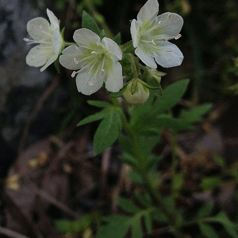 Phacelia dubia unspecified picture