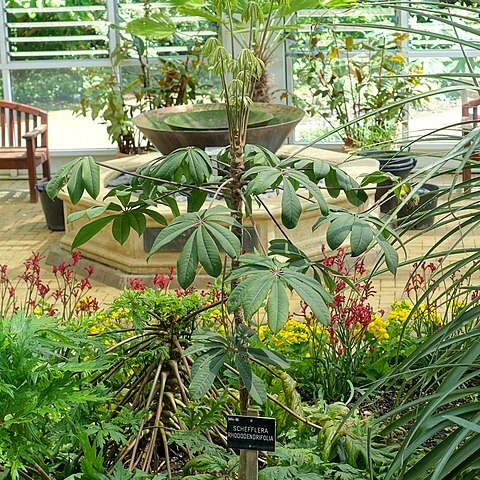 Schefflera rhododendrifolia unspecified picture