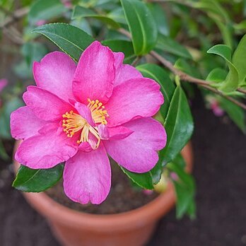 Camellia hiemalis unspecified picture