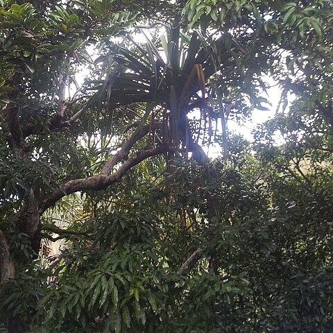 Pandanus iceryi unspecified picture