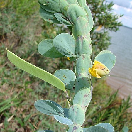 Chamaecrista desvauxii var. latistipula unspecified picture