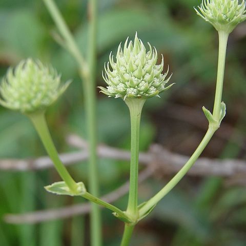 Eryngium juncifolium unspecified picture