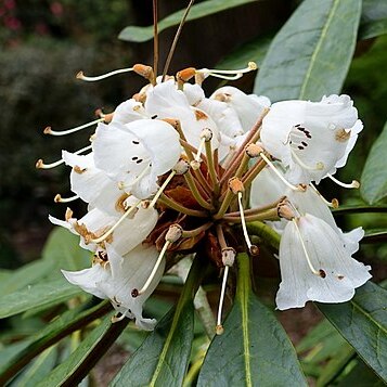 Rhododendron arizelum unspecified picture