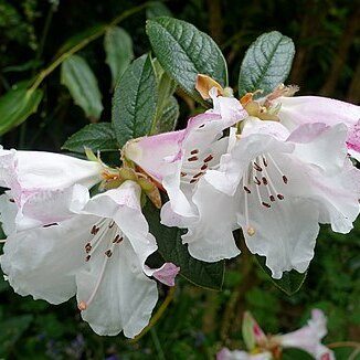 Rhododendron edgeworthii unspecified picture