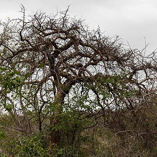 Commiphora mollis unspecified picture