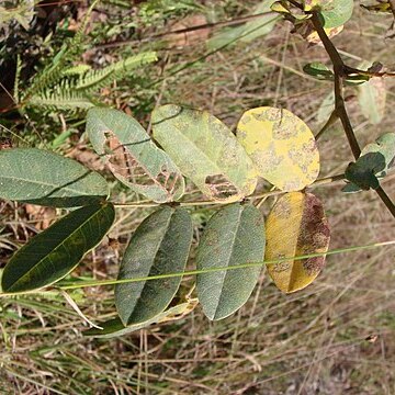 Senna pendula var. glabrata unspecified picture