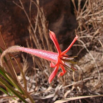 Barbacenia umbrosa unspecified picture