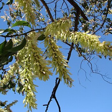 Triplaris gardneriana unspecified picture