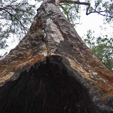 Eucalyptus guilfoylei unspecified picture