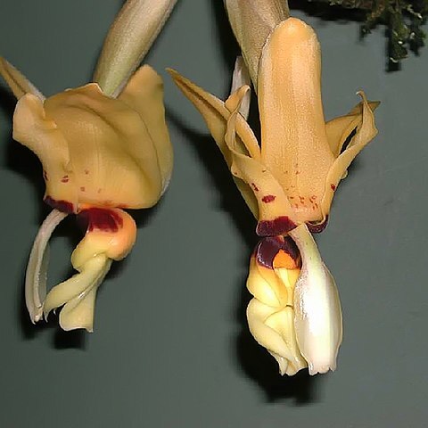 Stanhopea novogaliciana unspecified picture