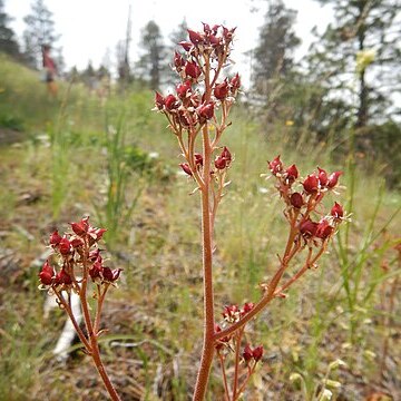 Micranthes occidentalis unspecified picture