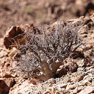 Commiphora namaensis unspecified picture