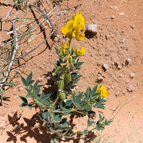 Crotalaria colorata unspecified picture