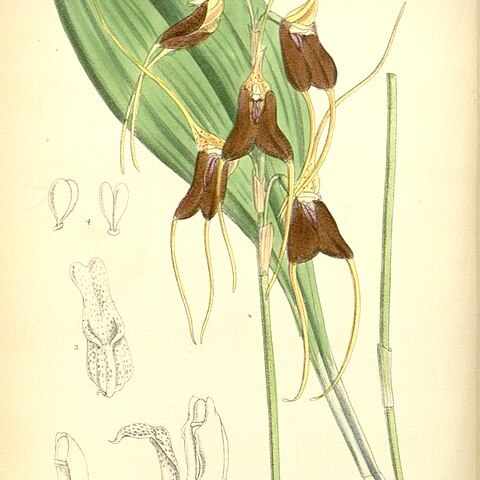 Masdevallia schlimii unspecified picture