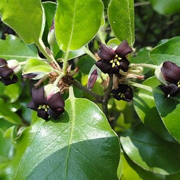 Pittosporum ralphii unspecified picture