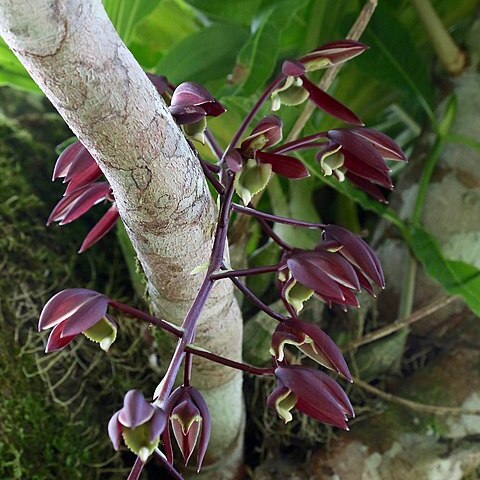 Catasetum napoense unspecified picture