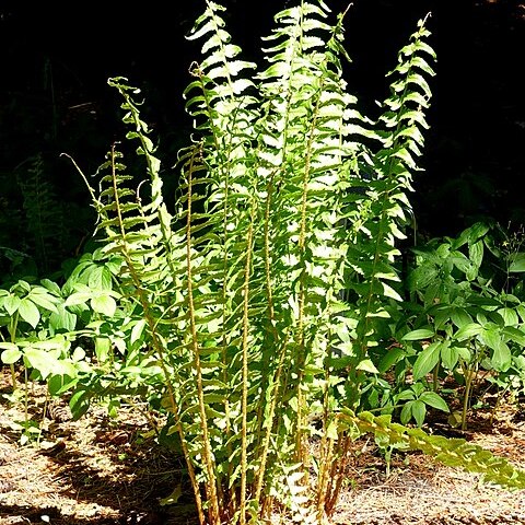 Dryopteris tokyoensis unspecified picture