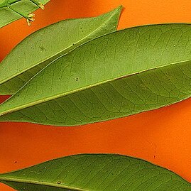 Ixora muelleri unspecified picture