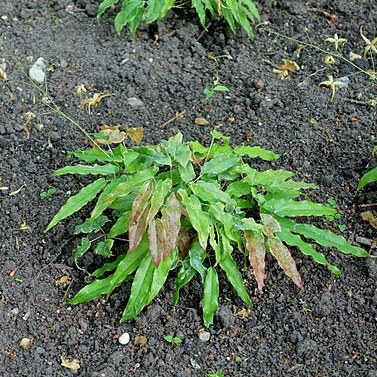 Epimedium wushanense unspecified picture